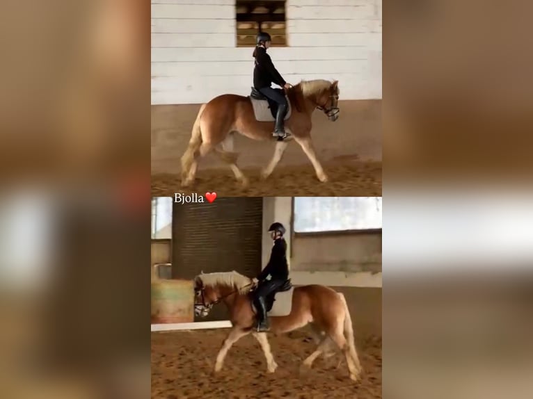 Haflinger Yegua 8 años 148 cm Palomino in Niederzier