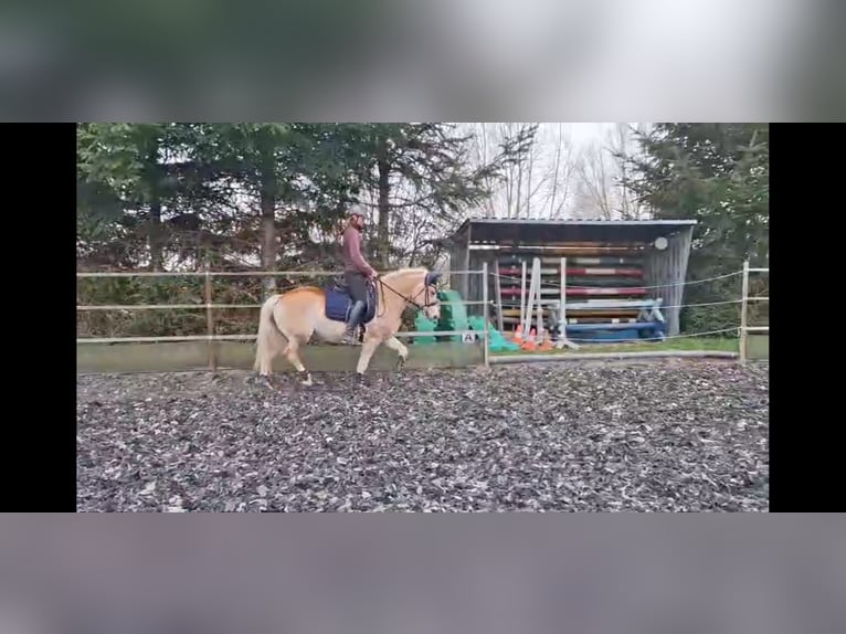 Haflinger Yegua 8 años 150 cm Alazán in Langenberg