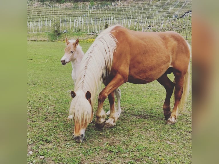 Haflinger Yegua 8 años 150 cm Alazán in Südtirol