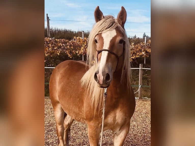 Haflinger Yegua 8 años 152 cm Alazán in LinsendorfGrafenstein
