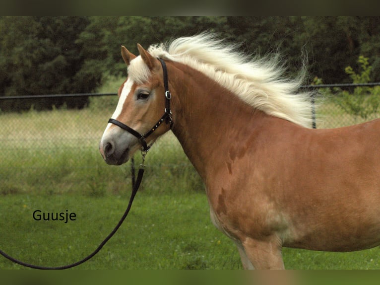 Haflinger Yegua 8 años 153 cm Alazán in Afferden L