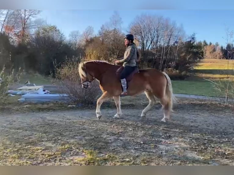 Haflinger Yegua 8 años 153 cm Bayo in Ferlach