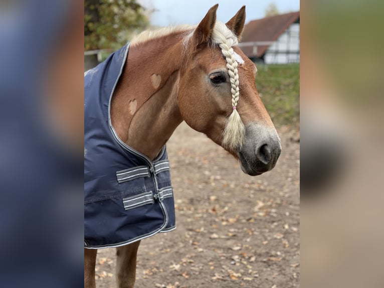 Haflinger Yegua 8 años 155 cm Alazán in Spenge