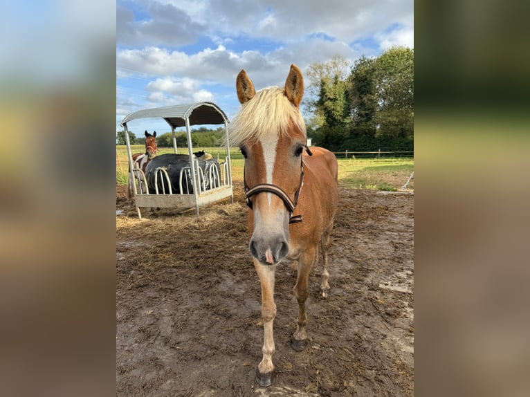 Haflinger Yegua 8 años 155 cm Castaño in Wieze