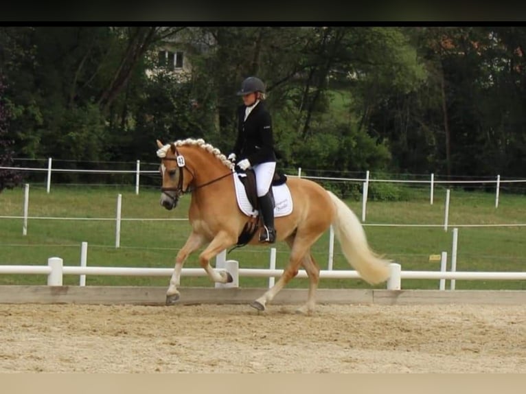 Haflinger Yegua 8 años Alazán in St. Josef