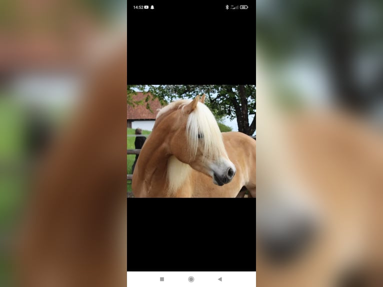 Haflinger Yegua 8 años Alazán in St. Josef