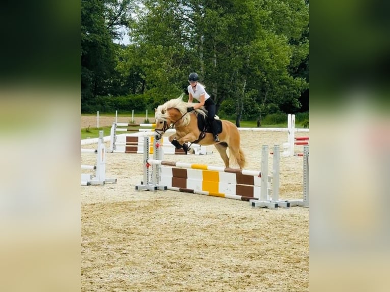 Haflinger Yegua 8 años Alazán in St. Josef