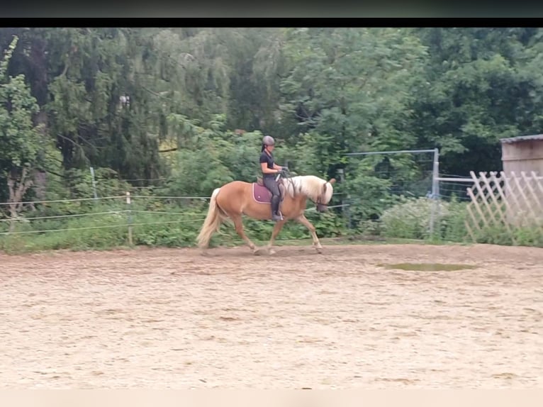 Haflinger Yegua 8 años  in Atterrsee