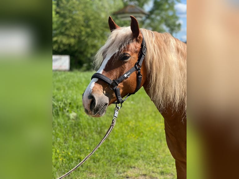 Haflinger Yegua 9 años 145 cm Alazán in Lahnau