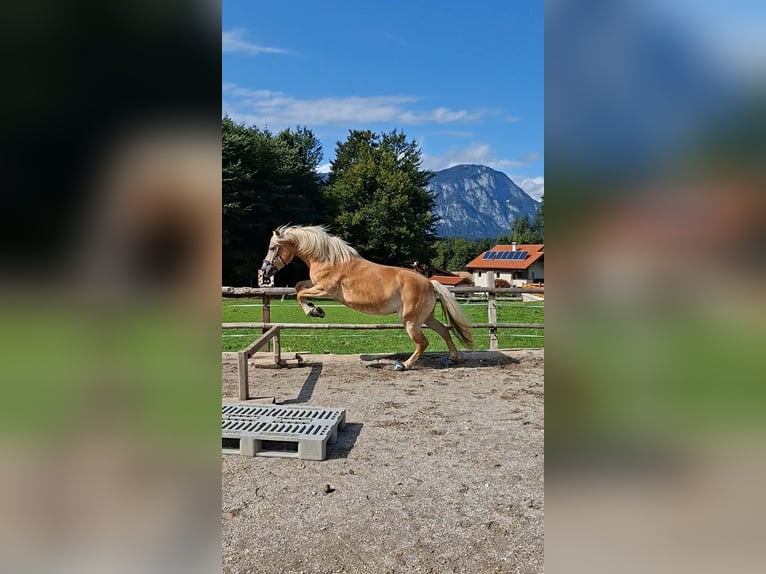Haflinger Yegua 9 años 146 cm Alazán in Schwoich