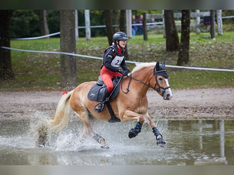 Haflinger Yegua 9 años 148 cm Alazán in St. Peter/au