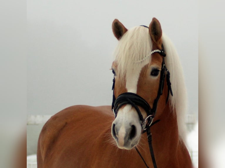 Haflinger Yegua 9 años 150 cm Alazán in Parsberg