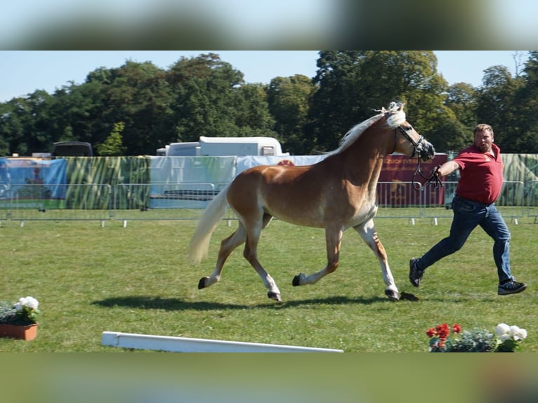 Haflinger Yegua 9 años 154 cm Alazán in Trebbin