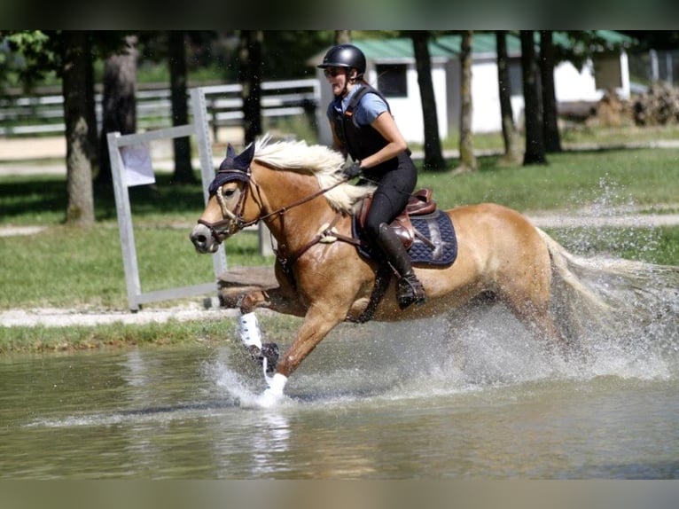 Haflinger Yegua 9 años 154 cm Alazán in Neukirchen