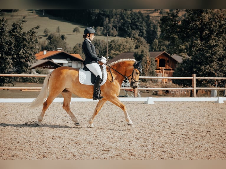 Haflinger Yegua 9 años 154 cm Alazán in Neukirchen