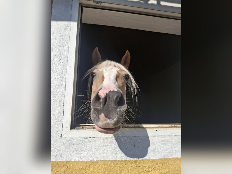 Haflinger Yegua 9 años 155 cm Alazán in Salzburg