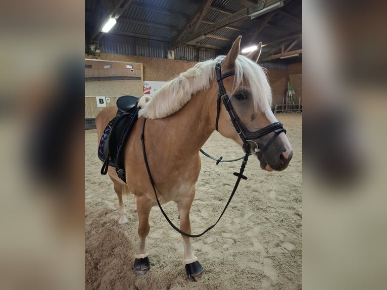 Haflinger Yegua 9 años 155 cm Alazán in Salzburg