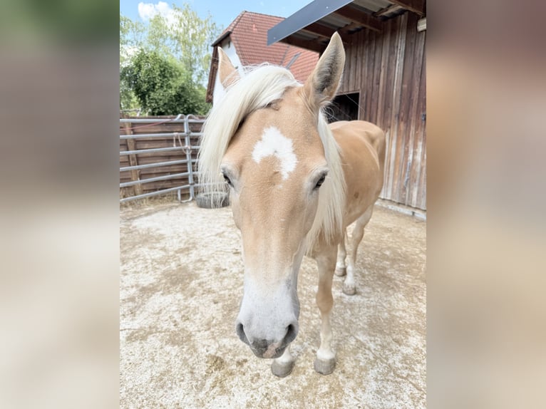 Haflinger Yegua 9 años 155 cm Alazán in Mainbernheim