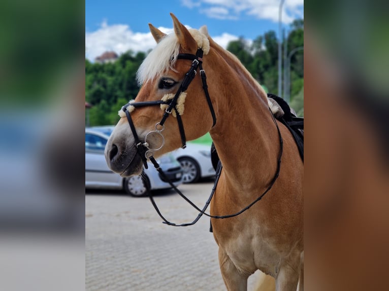 Haflinger Yegua 9 años Alazán in Urnäsch