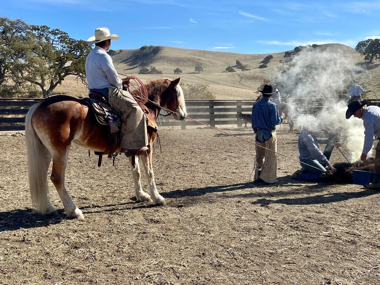 Haflinger Yegua 9 años Alazán-tostado in Paicines, CA