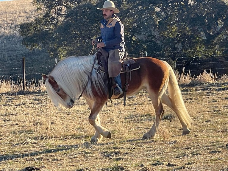 Haflinger Yegua 9 años Alazán-tostado in Paicines, CA