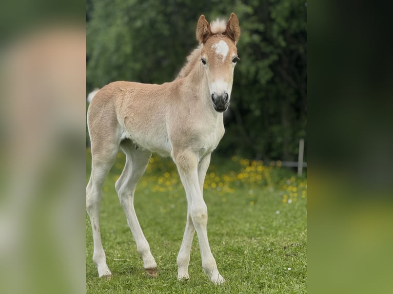 Haflinger Yegua Potro (05/2025) 148 cm Alazán in Maria Lankowitz