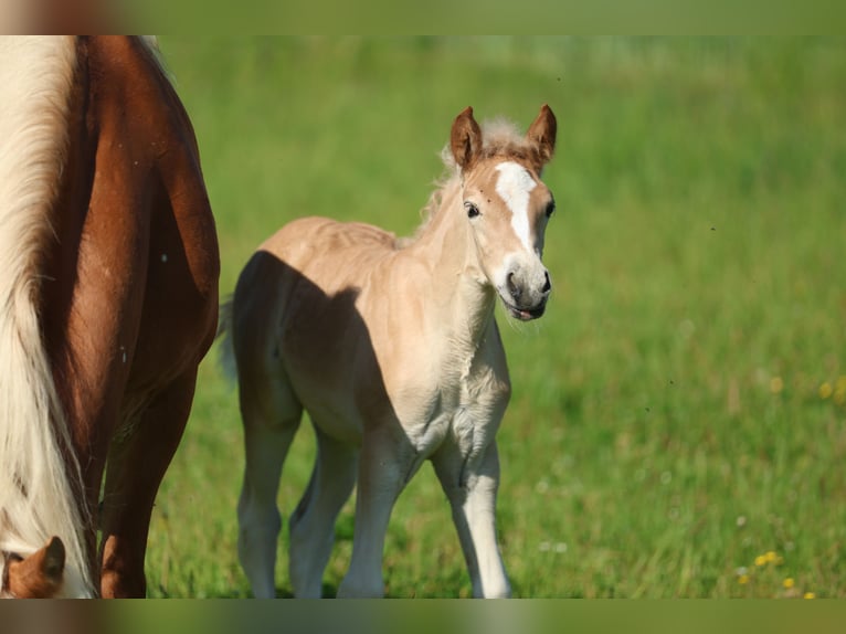 Haflinger Yegua Potro (05/2026) 150 cm Alazán in Erlbach