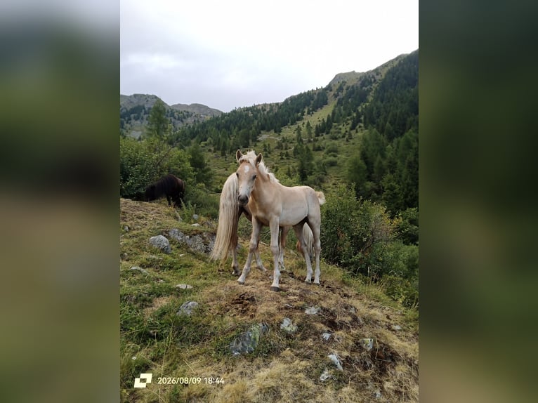 Haflinger Yegua Potro (04/2026) 150 cm Alazán in Novella