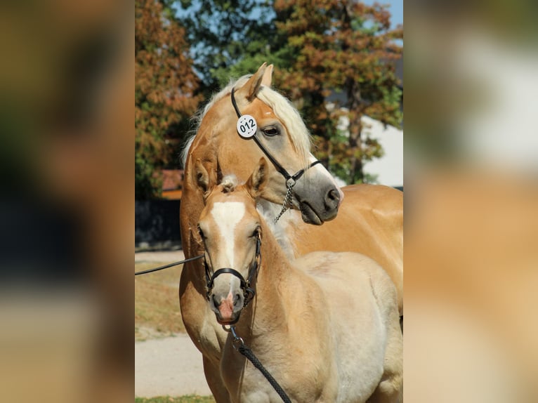 Haflinger Yegua Potro (03/2026) 152 cm Alazán in Desselbrunn