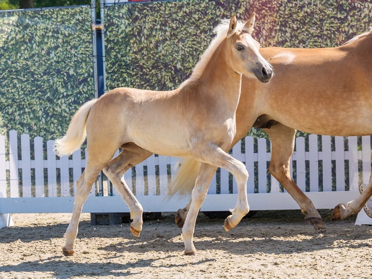 Haflinger Yegua Potro (04/2026) Alazán in Mnster-Handorf