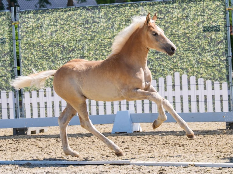Haflinger Yegua Potro (04/2026) Alazán in Mnster-Handorf