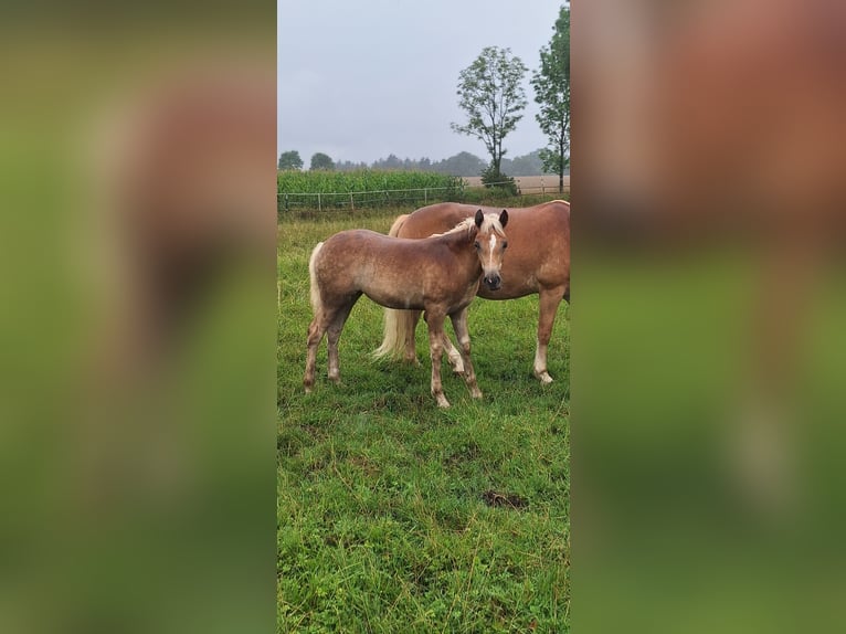 Haflinger Yegua Potro (03/2025) Alazán in Dingolfing