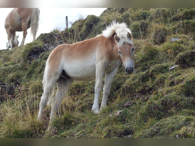 Haflinger Yegua Potro (03/2025) Alazán in Gro&#xDF;arl