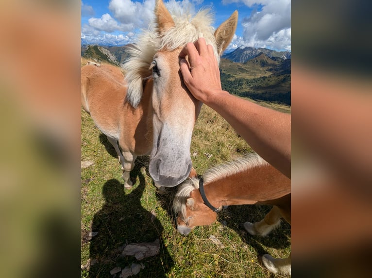 Haflinger Yegua Potro (03/2025) Alazán in Gro&#xDF;arl