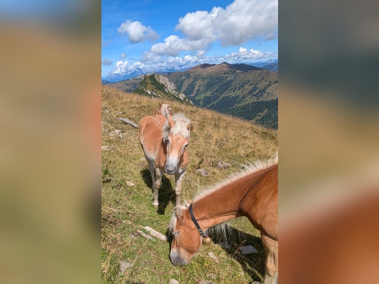 Haflinger Yegua Potro (03/2025) Alazán in Gro&#xDF;arl