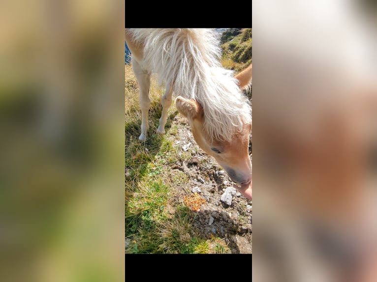 Haflinger Yegua Potro (03/2025) Alazán in Gro&#xDF;arl