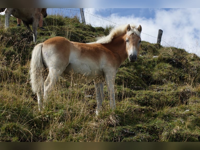 Haflinger Yegua Potro (03/2025) Alazán in Gro&#xDF;arl
