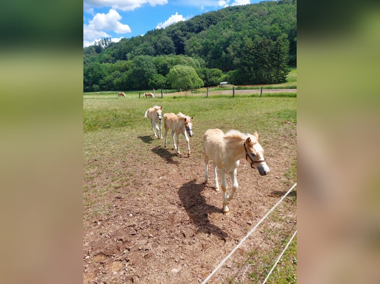 Haflinger Yegua Potro (01/2026) Alazán in Brücken
