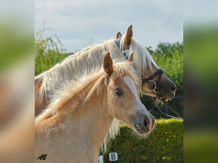 Haflinger Yegua Potro (01/2026) Alazán in Brücken