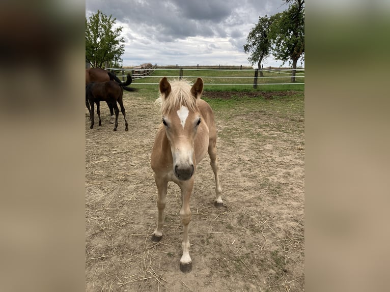 Haflinger Yegua Potro (03/2025) Alazán in Nonndorf