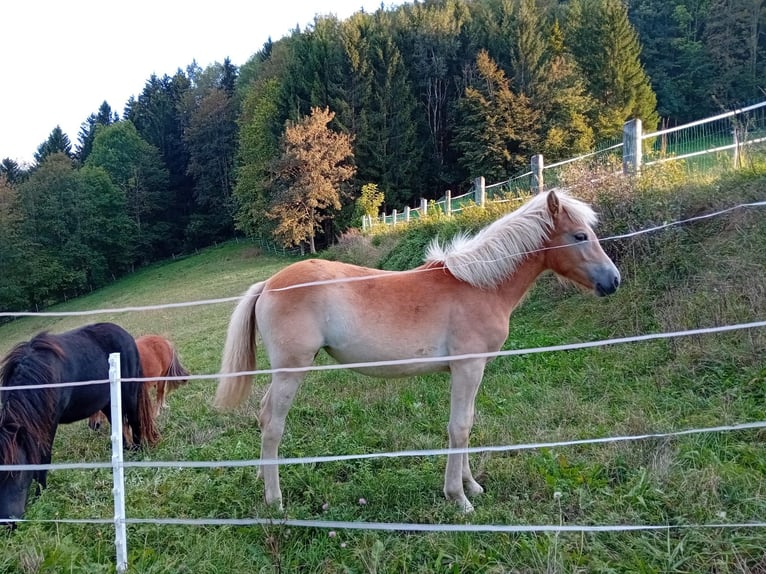 Haflinger Yegua  in Gnadendorf