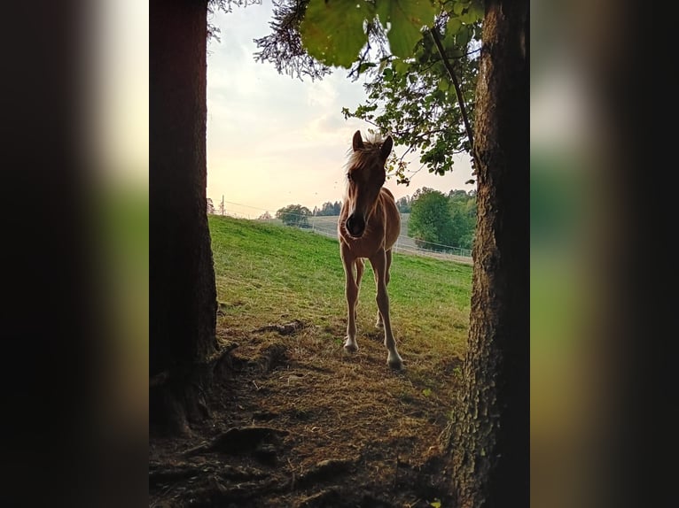 Haflinger Yegua  in Gnadendorf