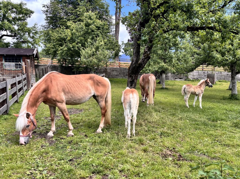 Haflinger Yegua  in F&#xFC;gen