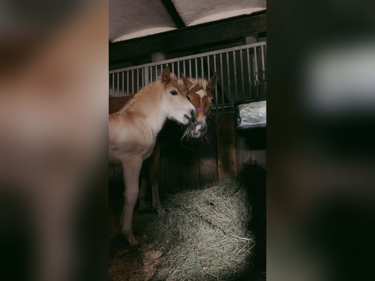 Haflinger Yegua  in F&#xFC;gen