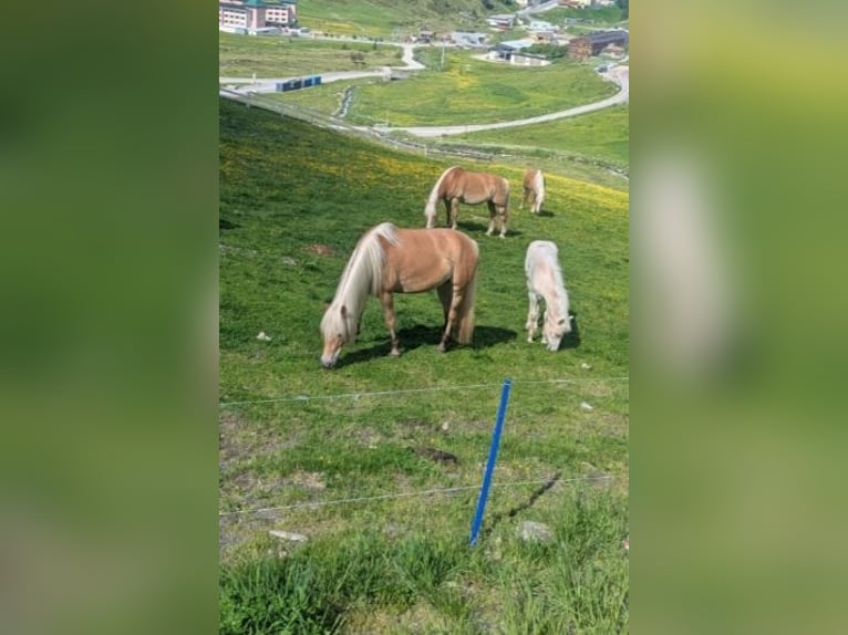 Haflinger Yegua Potro (05/2026)  in Ramsau im Zillertal
