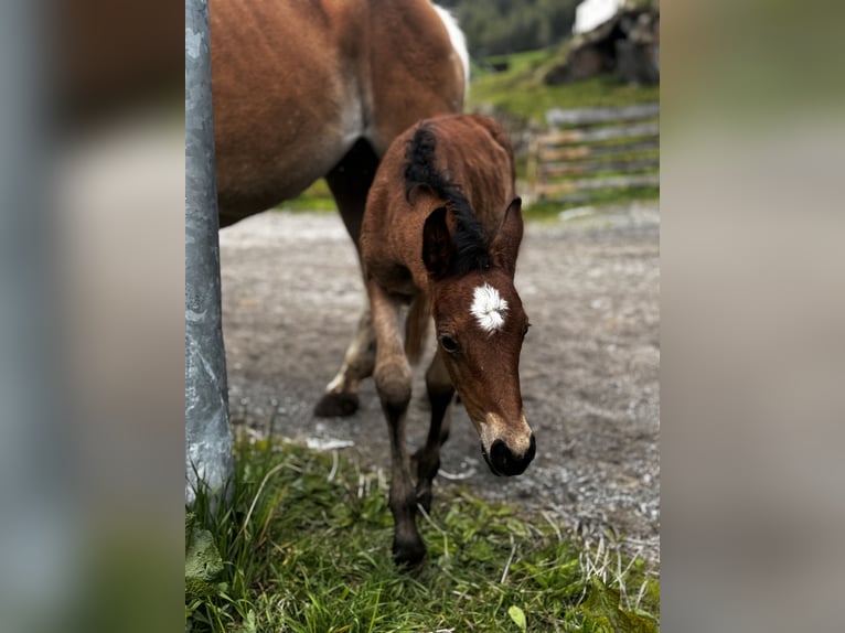Haflinger Mestizo Yegua  Castaño in Vent