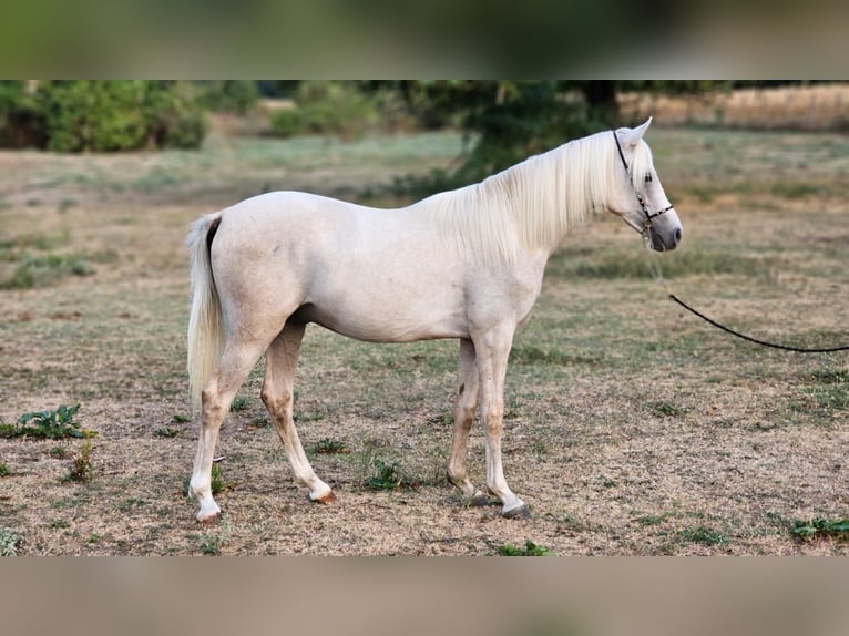 Halbaraber Mix Hengst 1 Jahr 131 cm Palomino in Visz