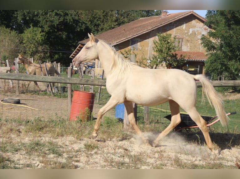 Halbaraber Hengst 1 Jahr 138 cm Champagne in Saint-André-d'Huiriat