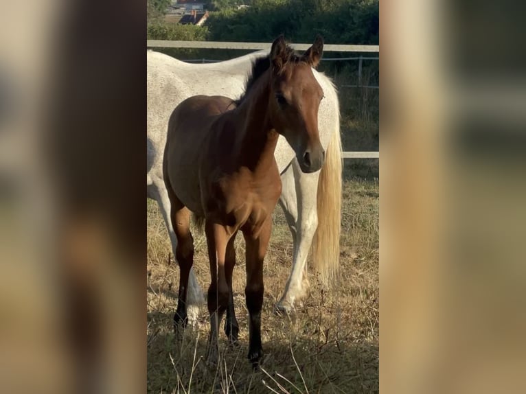 Halbaraber Hengst 1 Jahr 150 cm Brauner in les salles de castillon