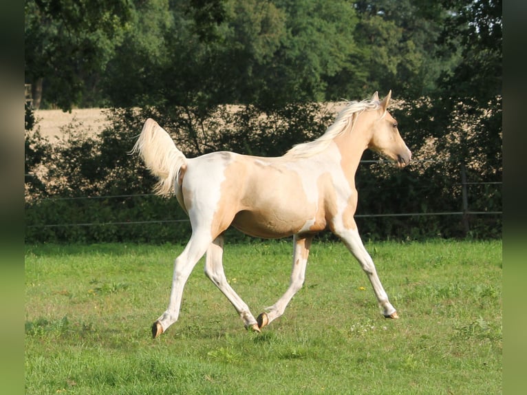 Halbaraber Hengst 1 Jahr 162 cm Palomino in Lüdersdorf